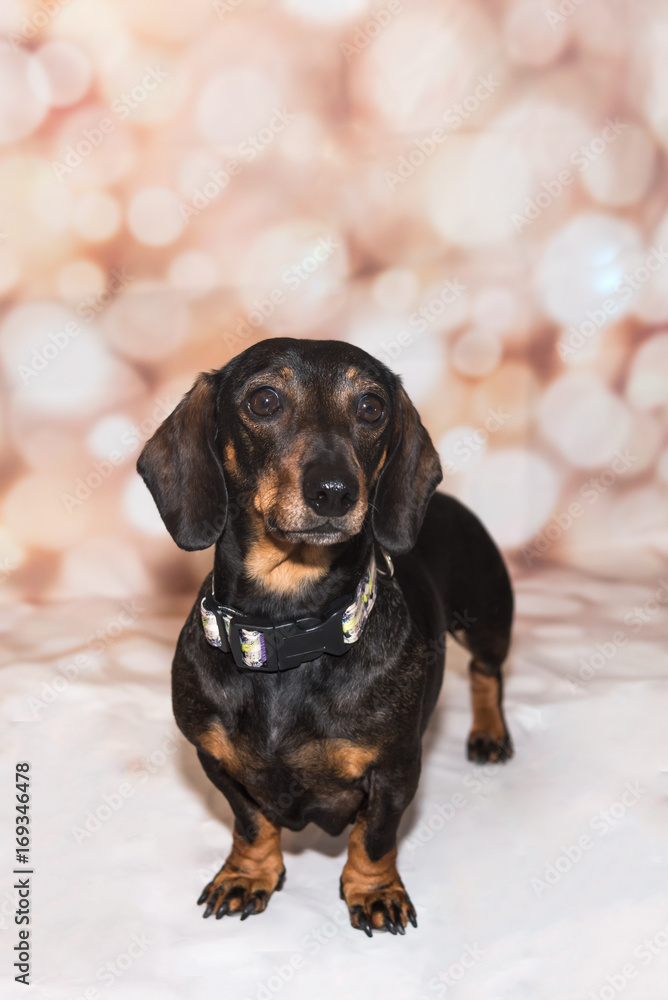 Portrait of miniature dachshund standing facing camera