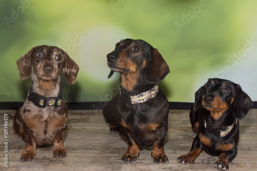 Three miniature dachshunds sitting on floor with blurry green background