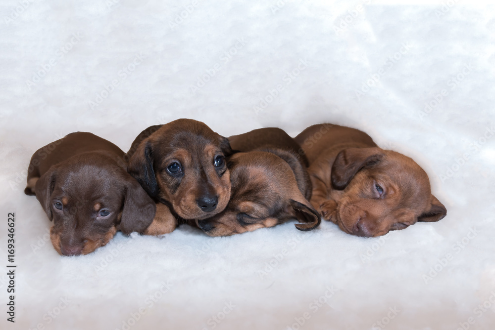 Four young miniature dachshund puppies lying down on fluffy white blanket