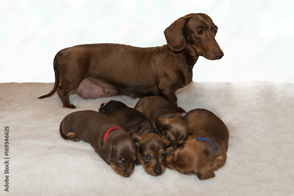 Chocolate and tan miniature dachshund standing behind four young