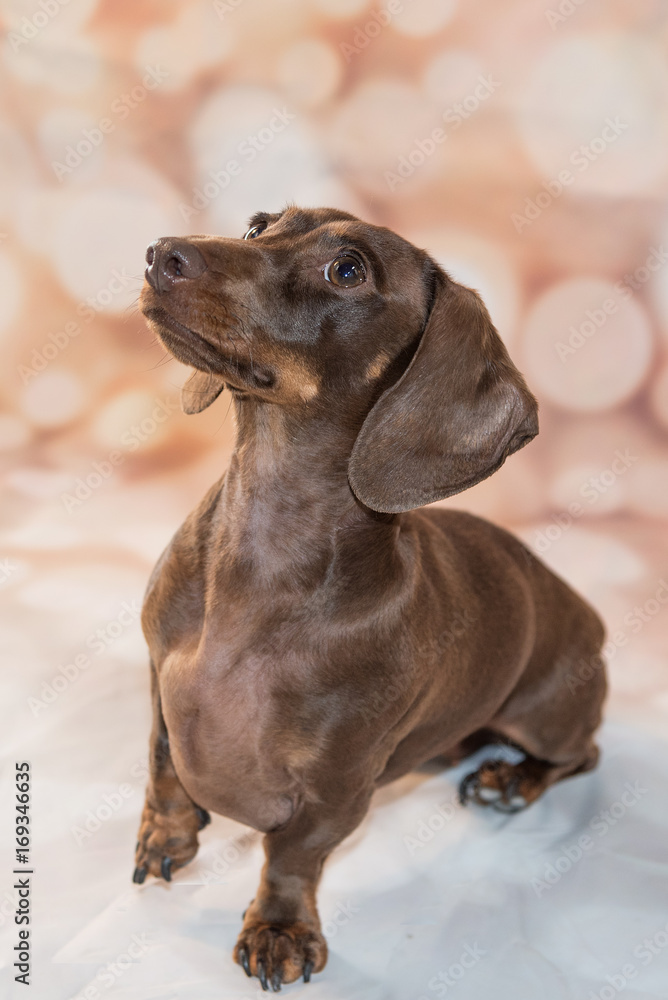 Chocolate top miniature dachshund