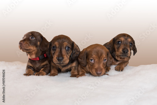 Four miniature dachshund puppies sitting on fluffy blanket in a row