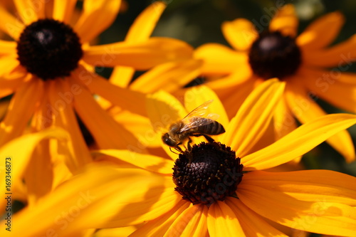 Biene auf Sonnenhut