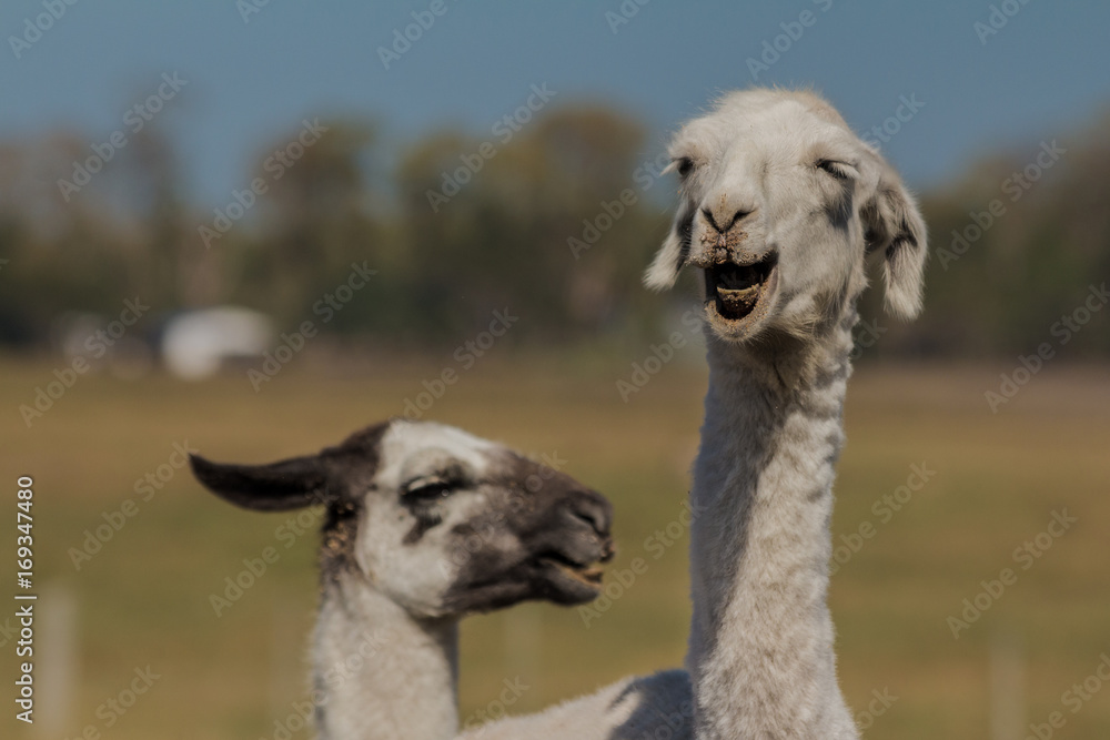 Fototapeta premium Lhamas sorrindo