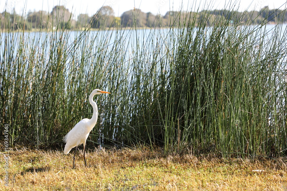 Fototapeta premium Lake Monger