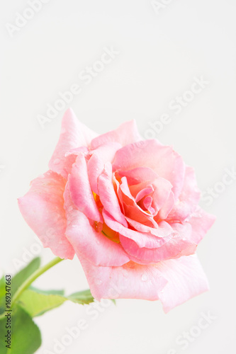 白背景のピンクのバラ