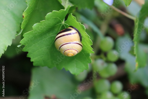 Schnecke an Weinblatt