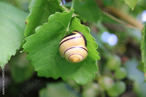 Schnecke an Weinblatt