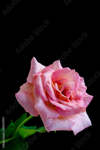 黒背景のピンクのバラ