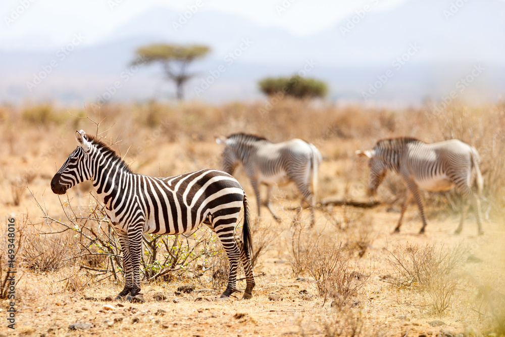 Fototapeta premium Plains and Grevy’s zebras