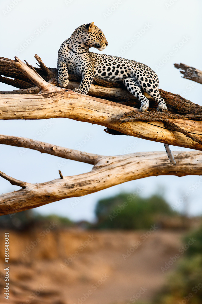 Fototapeta premium Leopard on a tree