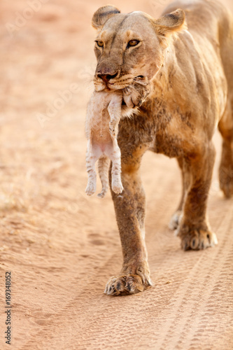 Fototapeta Naklejka Na Ścianę i Meble -  Female lion with cub