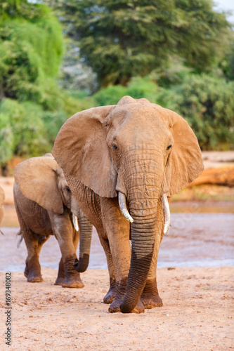 Elephant close up