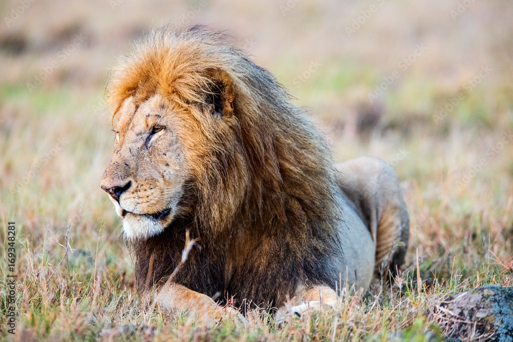 Obraz premium Male lion in Africa