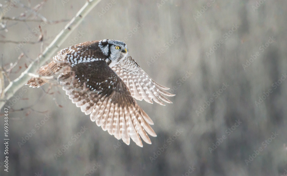Fototapeta premium Northern Hawk Owl