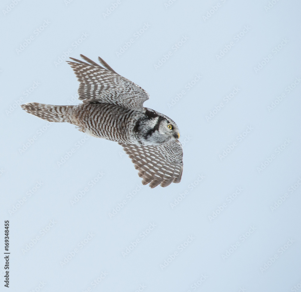Fototapeta premium Northern Hawk Owl