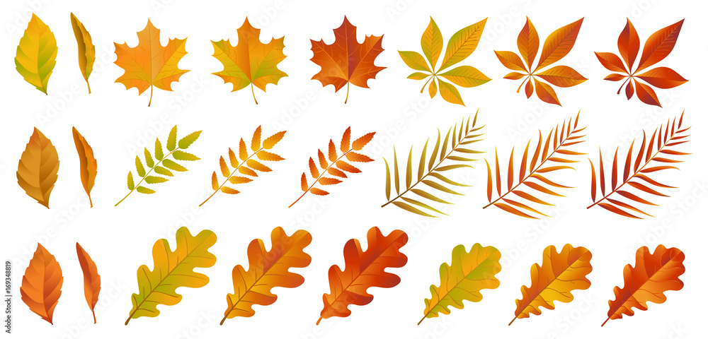 Set of colorful autumn leaves. Yellow and red dry foliage isolated on white background. Vector eps 10. Set of colorful autumn leaves. Yellow and red dry foliage isolated on white background. Vector eps 10.