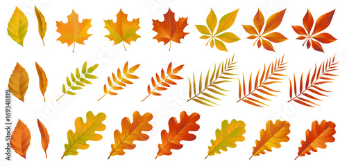 Fototapeta Naklejka Na Ścianę i Meble -  Set of colorful autumn leaves. Yellow and red dry foliage isolated on white background. Vector eps 10.