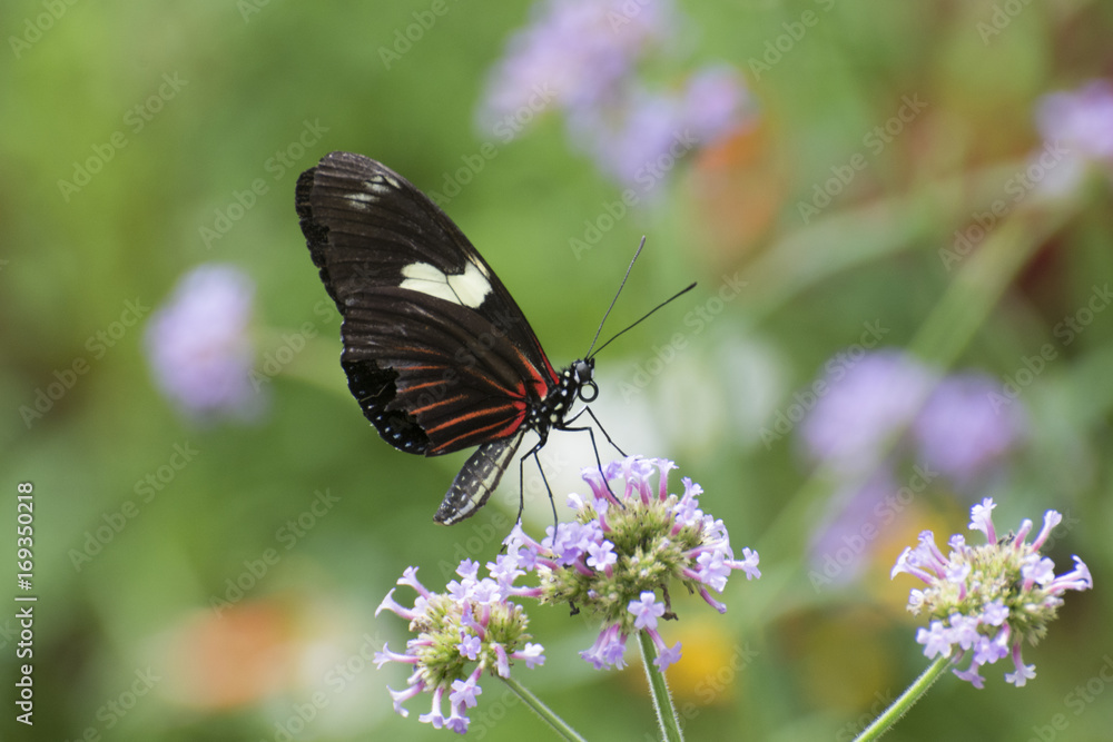 Butterfly 2017-103 / Butterfly on purple flowers Butterfly 2017-103 / Butterfly on purple flowers