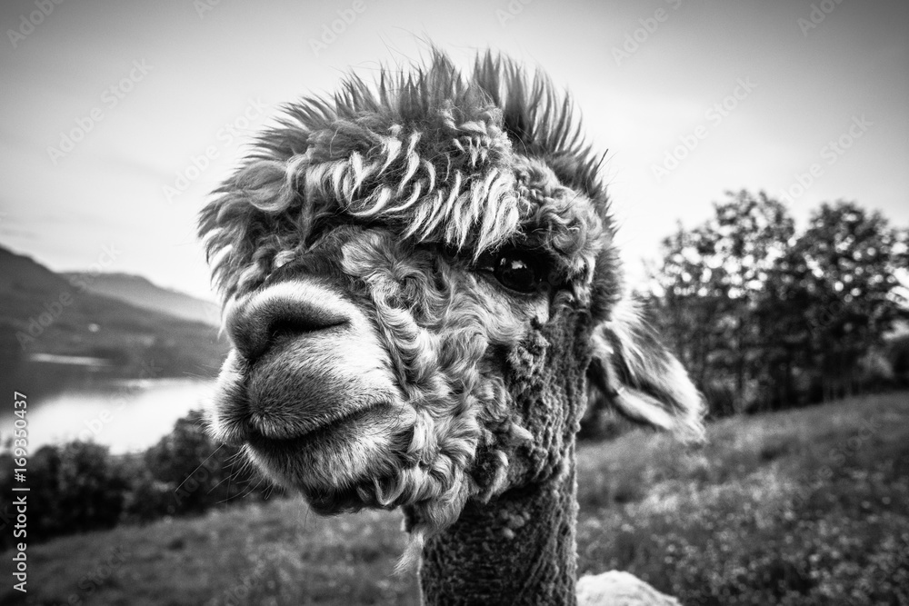 Alpaca looking at camera