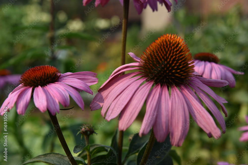 Fototapeta premium Flowers