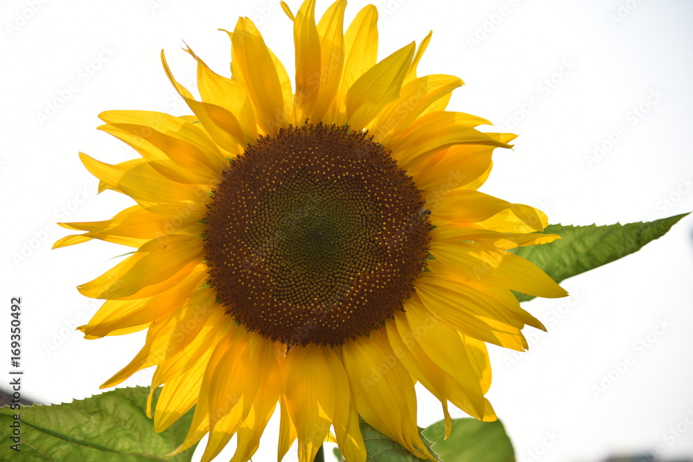 Fototapeta premium Sunflowers