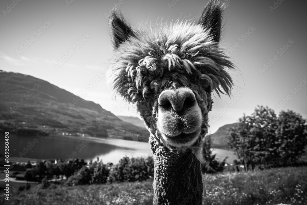 Alpaca Face