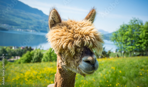 Alpaca face and fjord