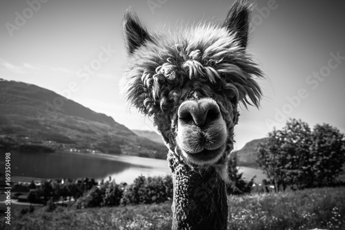 Obraz na płótnie Alpaca Face w salonie