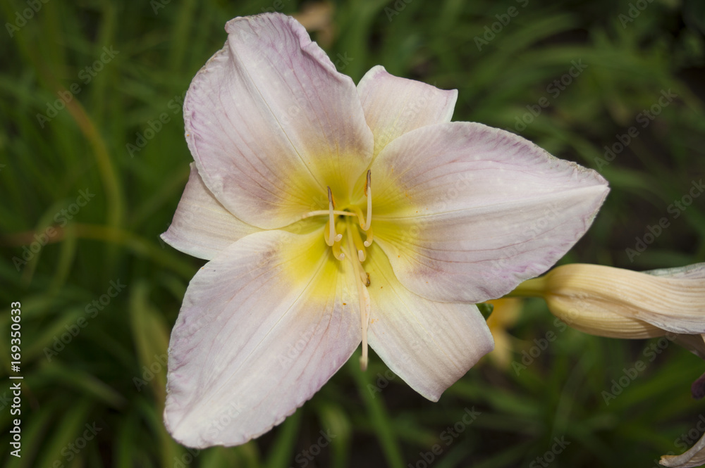 Obraz premium Flower on a background of green foliage