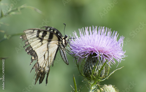 Butterfly 2017-102 / Yellow swallowtail on thistle