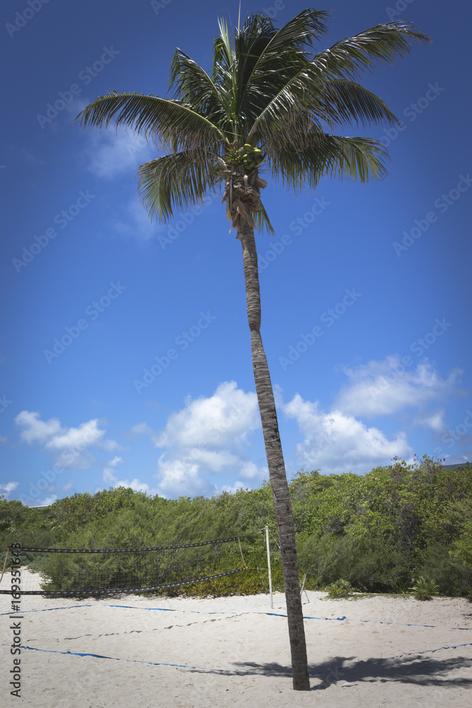 Palm Tree with Volleyball Court on Mexico Beach