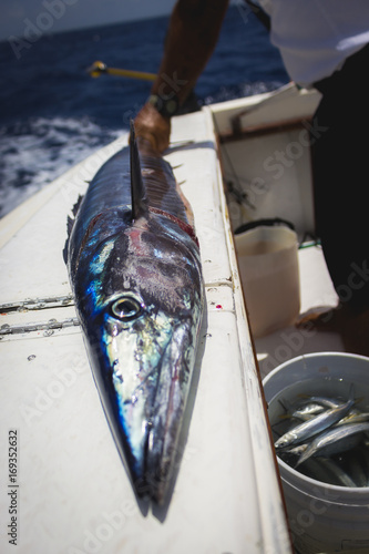 Mexican Fishing Guide Fileting Wahoo on Boat