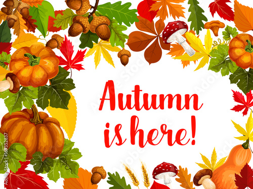 Autumn season poster with fall leaf and pumpkin