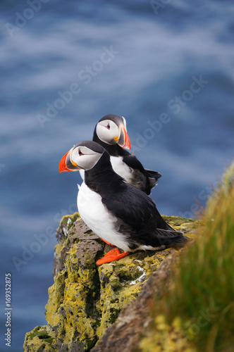 Atlantic Puffin in Latrabjarg cliffs  Iceland.