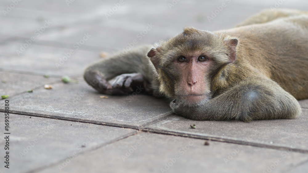 Monkey Relax