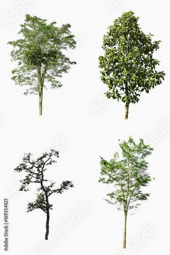 Collection of beautiful green trees isolated on white background.