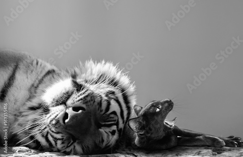 Black and white of a powerful tiger and small cat friend enjoying a catnap together