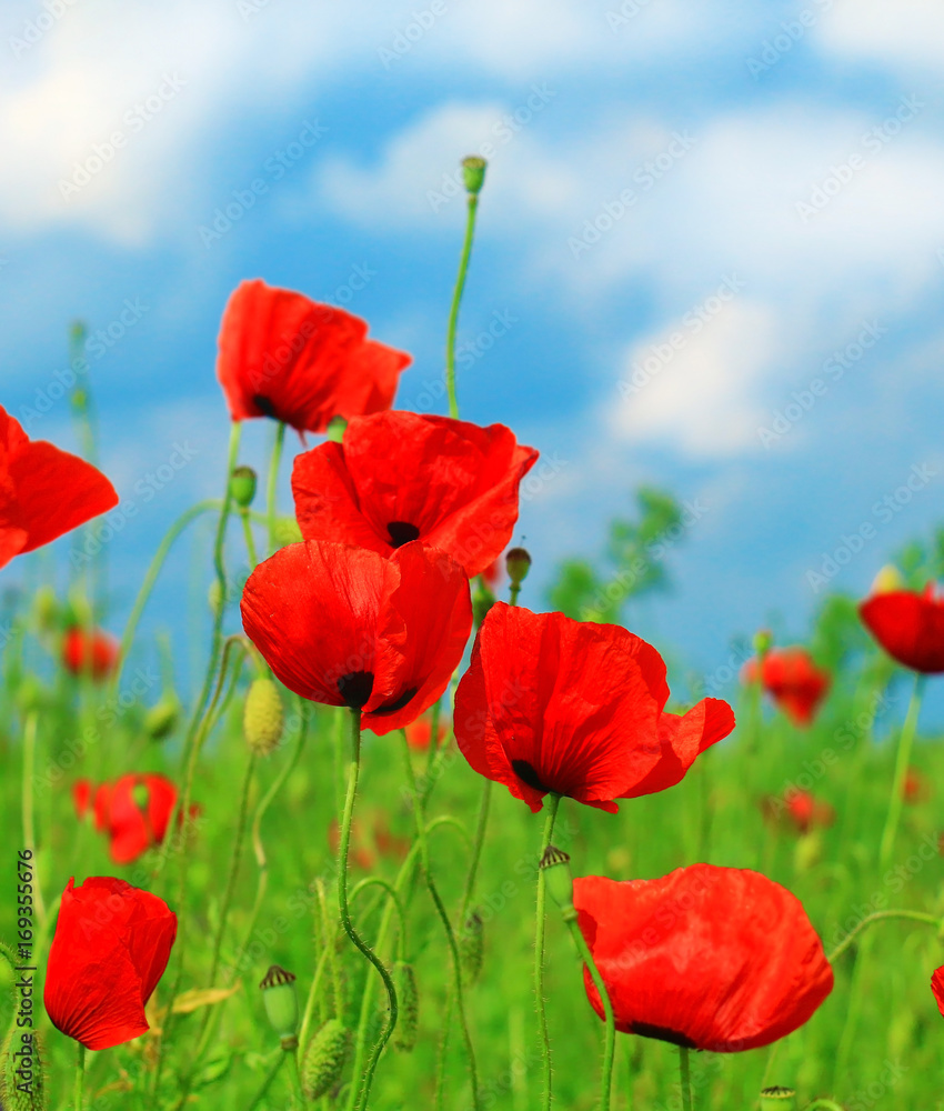 Obraz premium Summer wildflowers and clouds