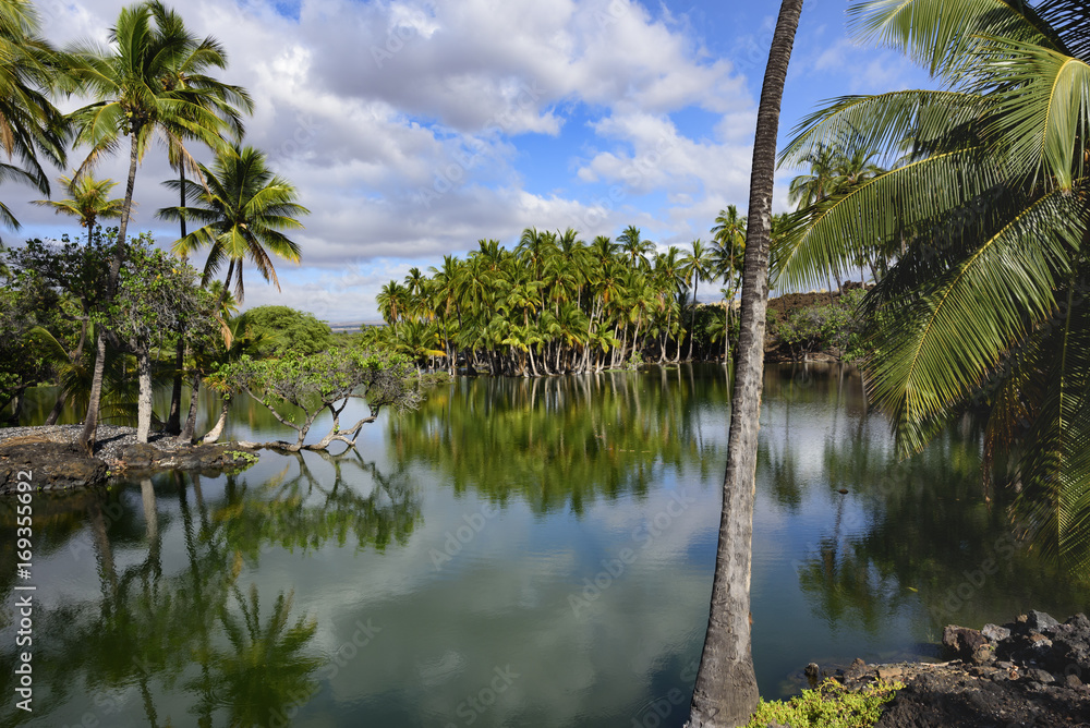 A group of palms lying on the banks of the pond - Big Island of Hawaii -