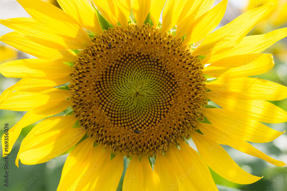 Obraz premium close up sunflower
