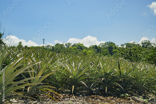 Big pineapple farm