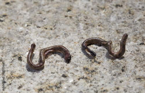 Dead earthworm on the dry floor,  outdoor.