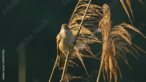 Great reed warbler singing - ungraded footage
