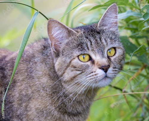 eine jagende Hauskatze photo