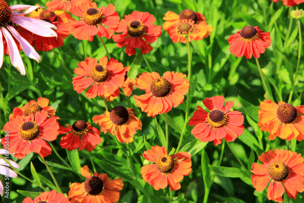 Fototapeta premium beautiful flowers on the lawn
