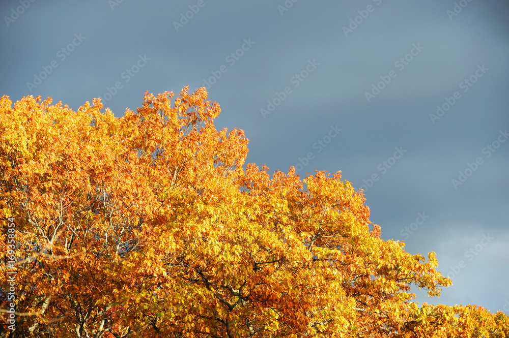 Fototapeta premium golden autumn tree under dusk sunlight