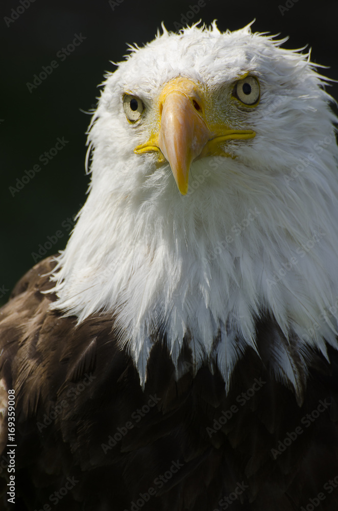 Bald Eagle stares Bald Eagle stares