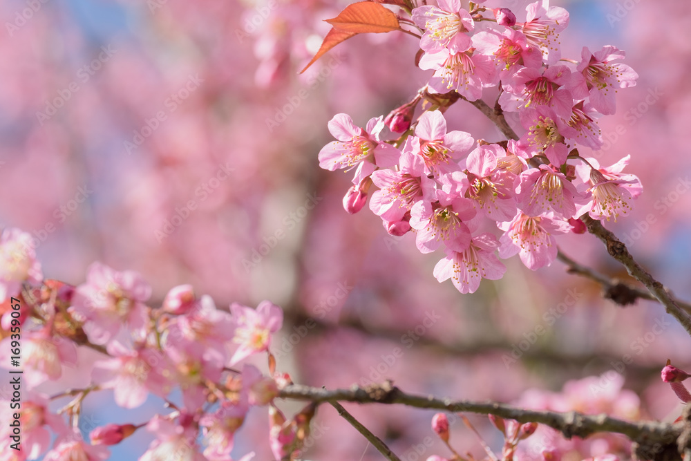 Abstract pink cherry blossom, Wild Himalayan Cherry in spring time with soft focus background Abstract pink cherry blossom, Wild Himalayan Cherry in spring time with soft focus background
