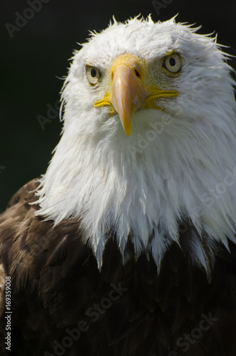 Bald Eagle stares